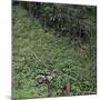 Woodland Gorge with Abandoned Old Rusty Motorbike, Yorkshire, UK-Paul Johnson-Mounted Photographic Print