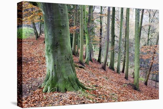 Woodland in Autumn Near Knaresborough, North Yorkshire, Yorkshire, England, United Kingdom, Europe-Mark Sunderland-Stretched Canvas