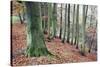 Woodland in Autumn Near Knaresborough, North Yorkshire, Yorkshire, England, United Kingdom, Europe-Mark Sunderland-Stretched Canvas