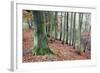 Woodland in Autumn Near Knaresborough, North Yorkshire, Yorkshire, England, United Kingdom, Europe-Mark Sunderland-Framed Photographic Print