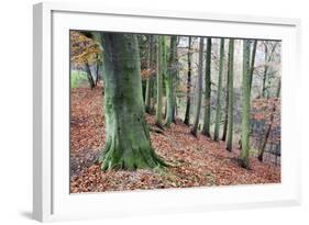 Woodland in Autumn Near Knaresborough, North Yorkshire, Yorkshire, England, United Kingdom, Europe-Mark Sunderland-Framed Photographic Print