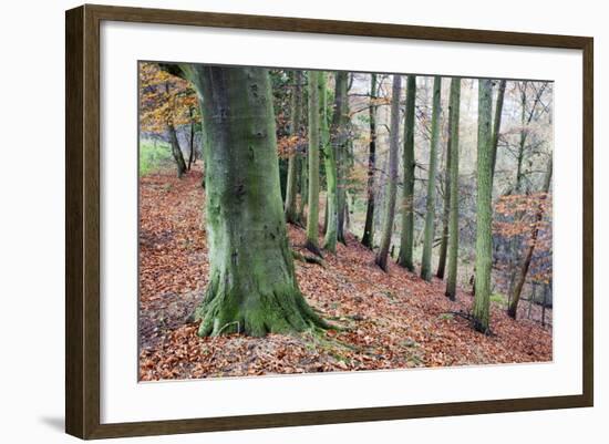 Woodland in Autumn Near Knaresborough, North Yorkshire, Yorkshire, England, United Kingdom, Europe-Mark Sunderland-Framed Photographic Print