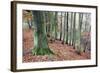 Woodland in Autumn Near Knaresborough, North Yorkshire, Yorkshire, England, United Kingdom, Europe-Mark Sunderland-Framed Photographic Print