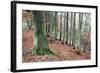 Woodland in Autumn Near Knaresborough, North Yorkshire, Yorkshire, England, United Kingdom, Europe-Mark Sunderland-Framed Photographic Print