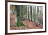 Woodland in Autumn Near Knaresborough, North Yorkshire, Yorkshire, England, United Kingdom, Europe-Mark Sunderland-Framed Photographic Print