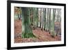 Woodland in Autumn Near Knaresborough, North Yorkshire, Yorkshire, England, United Kingdom, Europe-Mark Sunderland-Framed Photographic Print