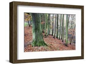 Woodland in Autumn Near Knaresborough, North Yorkshire, Yorkshire, England, United Kingdom, Europe-Mark Sunderland-Framed Photographic Print