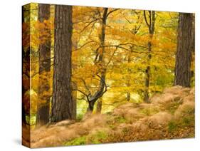 Woodland in Autumn, Scotland, UK-Nadia Isakova-Stretched Canvas