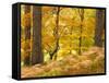 Woodland in Autumn, Scotland, UK-Nadia Isakova-Framed Stretched Canvas