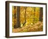 Woodland in Autumn, Scotland, UK-Nadia Isakova-Framed Photographic Print