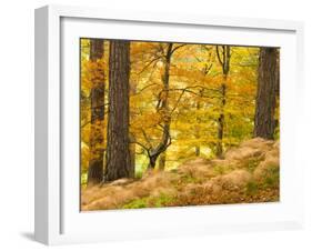 Woodland in Autumn, Scotland, UK-Nadia Isakova-Framed Photographic Print