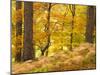 Woodland in Autumn, Scotland, UK-Nadia Isakova-Mounted Photographic Print