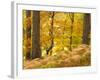 Woodland in Autumn, Scotland, UK-Nadia Isakova-Framed Photographic Print