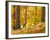 Woodland in Autumn, Scotland, UK-Nadia Isakova-Framed Photographic Print