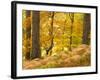 Woodland in Autumn, Scotland, UK-Nadia Isakova-Framed Photographic Print