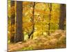 Woodland in Autumn, Scotland, UK-Nadia Isakova-Mounted Photographic Print