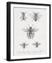 Woodland Insects I-Maria Mendez-Framed Giclee Print