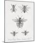 Woodland Insects I-Maria Mendez-Mounted Giclee Print