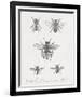 Woodland Insects I-Maria Mendez-Framed Giclee Print