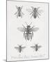 Woodland Insects I-Maria Mendez-Mounted Giclee Print