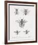 Woodland Insects I-Maria Mendez-Framed Giclee Print