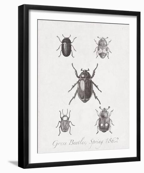 Woodland Insects II-Maria Mendez-Framed Giclee Print