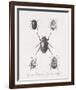 Woodland Insects II-Maria Mendez-Framed Giclee Print