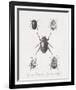 Woodland Insects II-Maria Mendez-Framed Giclee Print