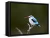 Woodland Kingfisher (Halcyon Senegalensis), Kruger National Park, South Africa, Africa-James Hager-Framed Stretched Canvas