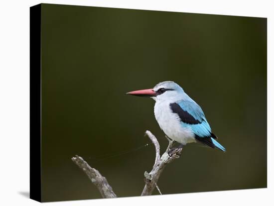 Woodland Kingfisher (Halcyon Senegalensis), Kruger National Park, South Africa, Africa-James Hager-Stretched Canvas