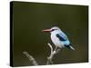 Woodland Kingfisher (Halcyon Senegalensis), Kruger National Park, South Africa, Africa-James Hager-Stretched Canvas