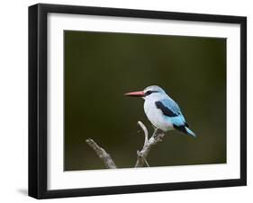 Woodland Kingfisher (Halcyon Senegalensis), Kruger National Park, South Africa, Africa-James Hager-Framed Photographic Print