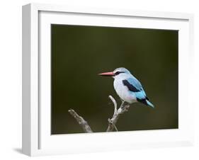 Woodland Kingfisher (Halcyon Senegalensis), Kruger National Park, South Africa, Africa-James Hager-Framed Photographic Print