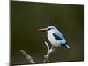 Woodland Kingfisher (Halcyon Senegalensis), Kruger National Park, South Africa, Africa-James Hager-Mounted Photographic Print