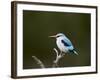 Woodland Kingfisher (Halcyon Senegalensis), Kruger National Park, South Africa, Africa-James Hager-Framed Photographic Print