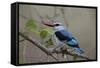 Woodland Kingfisher (Halcyon Senegalensis), Kruger National Park, South Africa, Africa-James Hager-Framed Stretched Canvas