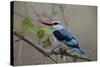 Woodland Kingfisher (Halcyon Senegalensis), Kruger National Park, South Africa, Africa-James Hager-Stretched Canvas