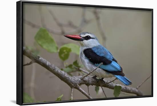 Woodland Kingfisher (Halcyon Senegalensis), Kruger National Park, South Africa, Africa-James Hager-Framed Photographic Print