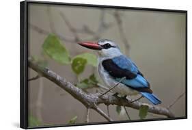 Woodland Kingfisher (Halcyon Senegalensis), Kruger National Park, South Africa, Africa-James Hager-Framed Photographic Print