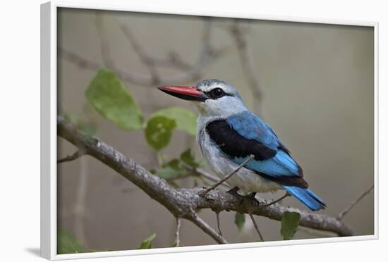 Woodland Kingfisher (Halcyon Senegalensis), Kruger National Park, South Africa, Africa-James Hager-Framed Photographic Print