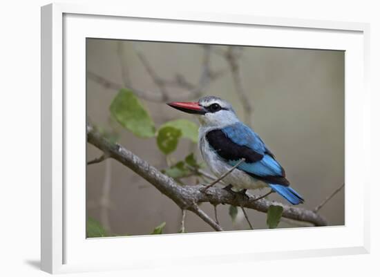 Woodland Kingfisher (Halcyon Senegalensis), Kruger National Park, South Africa, Africa-James Hager-Framed Photographic Print