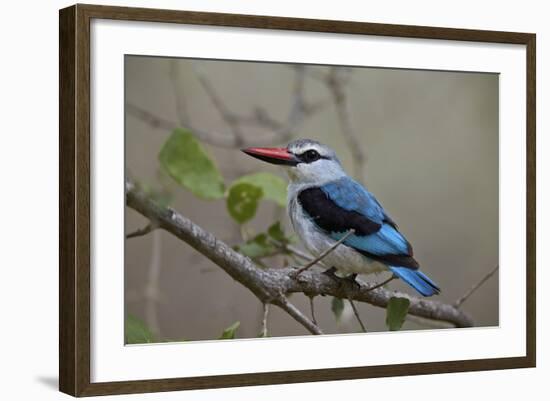 Woodland Kingfisher (Halcyon Senegalensis), Kruger National Park, South Africa, Africa-James Hager-Framed Photographic Print