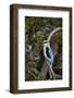 Woodland Kingfisher (Halcyon Senegalensis), Kruger National Park, South Africa, Africa-James Hager-Framed Photographic Print