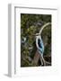 Woodland Kingfisher (Halcyon Senegalensis), Kruger National Park, South Africa, Africa-James Hager-Framed Photographic Print