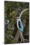 Woodland Kingfisher (Halcyon Senegalensis), Kruger National Park, South Africa, Africa-James Hager-Mounted Photographic Print