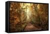 Woodland Light-Jessica Jenney-Framed Stretched Canvas