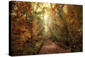 Woodland Light-Jessica Jenney-Stretched Canvas