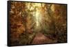 Woodland Light-Jessica Jenney-Framed Stretched Canvas