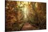 Woodland Light-Jessica Jenney-Stretched Canvas