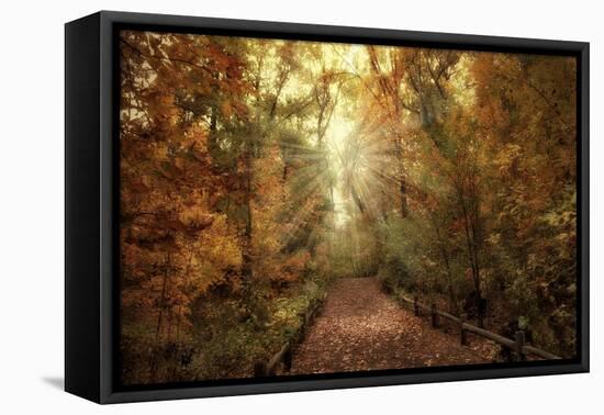 Woodland Light-Jessica Jenney-Framed Stretched Canvas